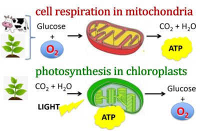 Respiration and photosynthesis.png