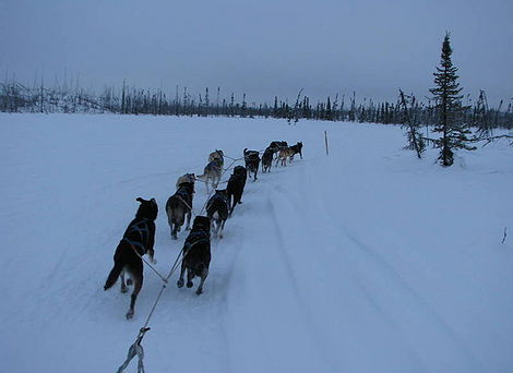 The Iditarod team of fast endurance dogs.