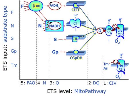 Multiple ET-pathways with FNSGpCIV