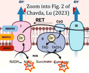 Chavda 2023 Antioxidants (Basel) CORRECTION.png