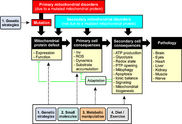 Primary mitochondrial disorders